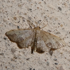 Idaea efflorata