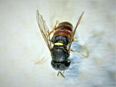 Paragus bicolor