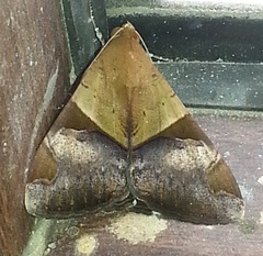 Melipotis fasciolaris