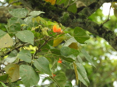 Erythrina poeppigiana