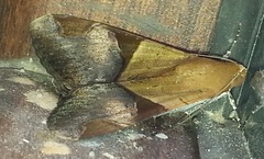 Melipotis fasciolaris