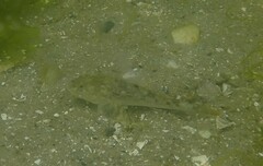 Leptocottus armatus