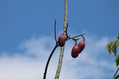Pseudobombax munguba