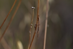 Macronemurus