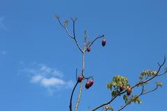 Pseudobombax munguba