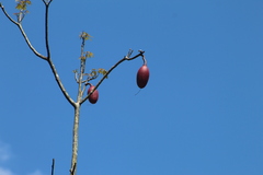 Pseudobombax munguba