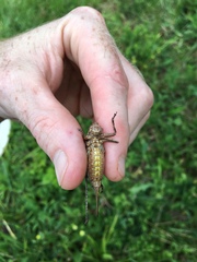 Atlanticus americanus