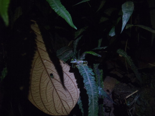 Teratohyla pulverata