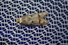Symmoca signatella