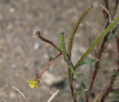 Camissonia pusilla