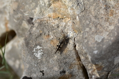 Oedipoda germanica meridionalis