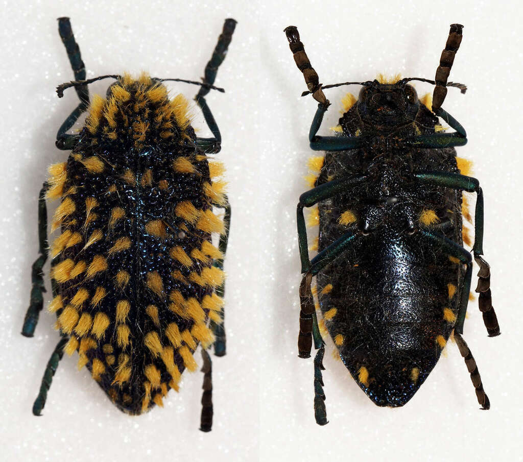 標本 RSA Julodis viridipes 27mm Julodis viridipes (Buprestidae (Jewel Beetles) of Southern