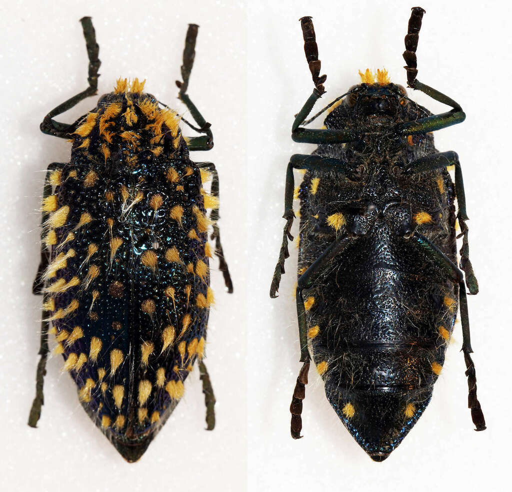 標本 RSA Julodis viridipes 27mm Buprestidae Julodis viridipes (?) 27-28mm A1 from RSA