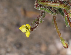 Camissonia pusilla