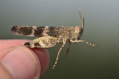 Oedipoda germanica meridionalis