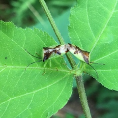 Elasmostethus atricornis