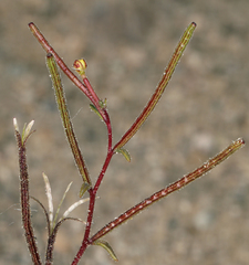 Camissonia pusilla