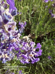 Megachile