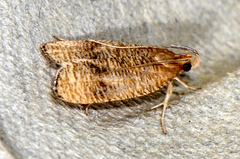 Psilocorsis cryptolechiella
