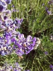 Megachile