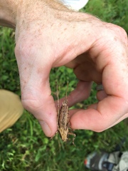 Atlanticus americanus