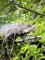 Iguana iguana