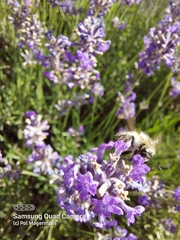 Megachile