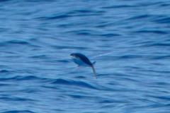 Cheilopogon agoo