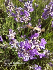 Megachile