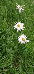Tanacetum coccineum