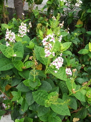 Pseuderanthemum maculatum