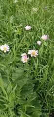Tanacetum coccineum