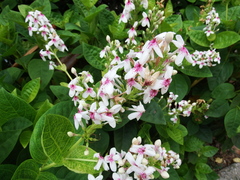 Pseuderanthemum maculatum