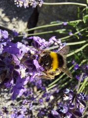 Bombus terrestris