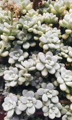 Pachyphytum oviferum