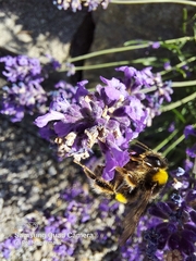 Bombus terrestris