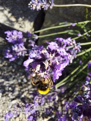 Bombus terrestris