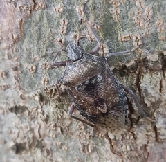 Rhaphigaster nebulosa