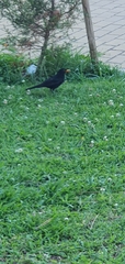 Turdus merula