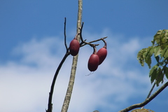 Pseudobombax munguba