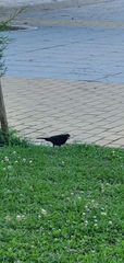 Turdus merula