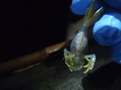 Teratohyla pulverata