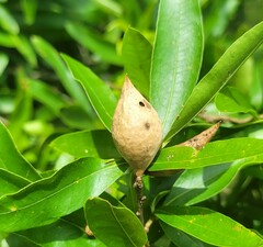 Amphibolips acuminata