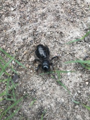 Stenopelmatus minor
