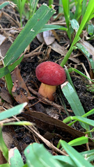 Hortiboletus rubellus