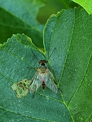 Small Fleck-winged Snipefly, Noordwijk, Zuid-Holland, Netherlands, photo 8 of 10