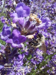 Megachile