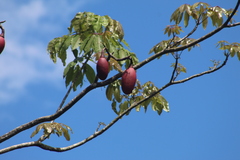 Pseudobombax munguba
