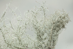 Usnea ceratina