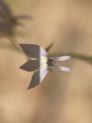 Lobelia nuttallii